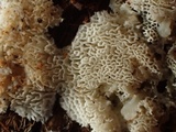 Postia sericeomollis image