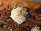 Postia sericeomollis image