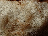 Postia sericeomollis image