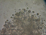 Postia sericeomollis image