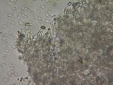 Postia sericeomollis image
