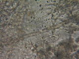 Postia sericeomollis image