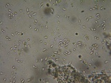 Postia sericeomollis image