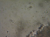 Postia sericeomollis image