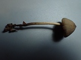 Mycena algeriensis image