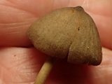 Mycena algeriensis image