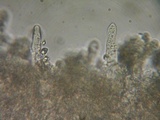 Mycena algeriensis image
