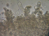 Mycena algeriensis image