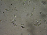 Mycena algeriensis image