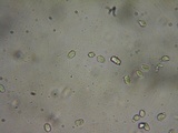 Mycena algeriensis image