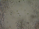 Mycena algeriensis image
