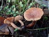 Lactarius luculentus image
