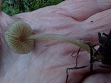 Entoloma cetratum image