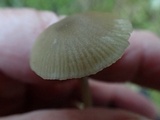 Entoloma cetratum image