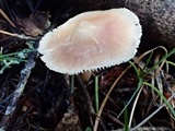 Rhodocollybia butyracea image