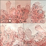 Entoloma chloropolium image
