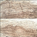 Entoloma chloropolium image