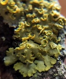 Oxneria fallax image
