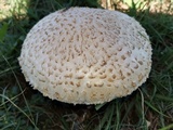 Amanita foetidissima image