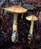Cortinarius superbus image
