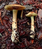 Cortinarius superbus image