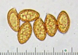 Cortinarius superbus image