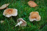 Hebeloma crustuliniforme image