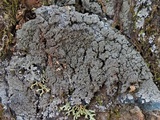 Parmeliella appalachiensis image