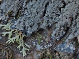 Parmeliella appalachiensis image
