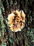 Stereum gausapatum image