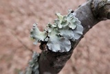 Parmotrema austrosinense image