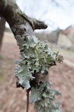 Parmotrema austrosinense image
