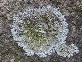Parmelinopsis minarum image