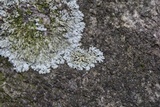 Parmelinopsis minarum image