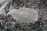 Porpidia albocaerulescens var. albocaerulescens image