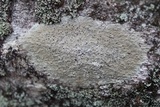 Porpidia albocaerulescens var. albocaerulescens image