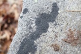 Image of Lichenothelia scopularia