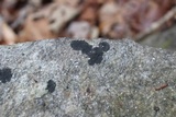 Lichenothelia scopularia image