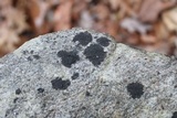 Lichenothelia scopularia image