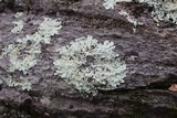 Flavoparmelia baltimorensis image