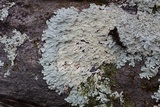 Flavoparmelia baltimorensis image