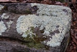 Flavoparmelia baltimorensis image