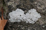Phlyctis petraea image