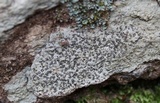 Porpidia albocaerulescens var. albocaerulescens image