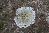 Pyxine subcinerea image