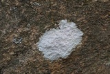 Phlyctis petraea image
