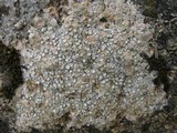 Ochrolechia parella image