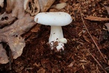 Russula albidula image