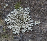 Phaeophyscia hispidula image