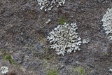 Phaeophyscia hispidula image